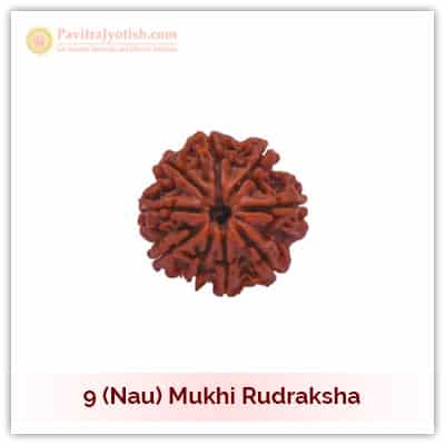 Original Nepali Nau Mukhi Nine Faced Rudraksha